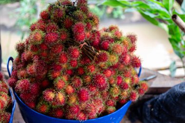 Seçici odak noktası, Tayland 'ın kuzey bölgesindeki çiftçi bahçelerinden mavi sepetli bir sürü kırmızı rambutan. Tatlı, taze, ferahlatıcı bir tadı olan meyveler..