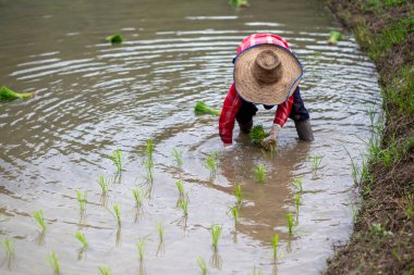 Seçici odaklı genç yeşil pirinç bitkileri ekim mevsiminde suyla dolu pirinç bitkileri eken bir çiftçinin ellerinde. Pirinç ekme mevsimi. Metinler için yer var..
