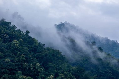 Yağmur mevsiminde dağların arka plan dokusu ve buzlu yağmur sisi, ormanın soğuk ve göze hoş gelen yeşil rengiyle serinletici ve ferahlatıcı geliyor..