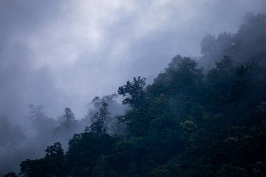 Yağmur mevsiminde dağların arka plan dokusu ve buzlu yağmur sisi, ormanın soğuk ve göze hoş gelen yeşil rengiyle serinletici ve ferahlatıcı geliyor..