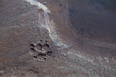 Kumlu nehir kıyısındaki kumsalda köpek ayak izleri var. Metin için boşluk var.