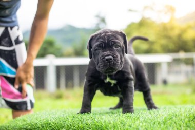Seçici odak noktası küçük siyah köpekler Bandoglar Napolitan yavruları ön bahçede mükemmel durumda büyük melez bir köpek ama sevimli bir kişiliği var.