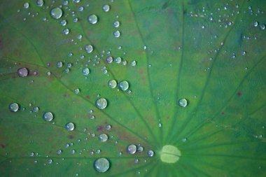 Göletteki yeşil nilüfer yapraklarına su damlaları ferahlatıcı görünüyor. Soğukluğu ve bolluğu hisset. Su damlası dokusu arkaplan resmi, nilüfer yapraklarındaki desen