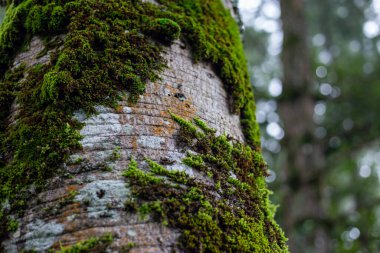 Seçici odaklı Dicranales, yağmur ormanlarında ağaç yetiştiren parlak yeşil yosun..