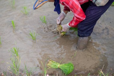 Seçici odaklı genç yeşil pirinç bitkileri ekim mevsiminde suyla dolu pirinç bitkileri eken bir çiftçinin ellerinde. Pirinç ekme mevsimi. Metinler için yer var..