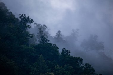 Yağmur mevsiminde dağların arka plan dokusu ve buzlu yağmur sisi, ormanın soğuk ve göze hoş gelen yeşil rengiyle serinletici ve ferahlatıcı geliyor..