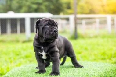 Seçici odak noktası küçük siyah köpekler Bandoglar Napolitan yavruları ön bahçede mükemmel durumda büyük melez bir köpek ama sevimli bir kişiliği var.