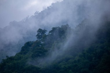 Yağmur mevsiminde dağların arka plan dokusu ve buzlu yağmur sisi, ormanın soğuk ve göze hoş gelen yeşil rengiyle serinletici ve ferahlatıcı geliyor..