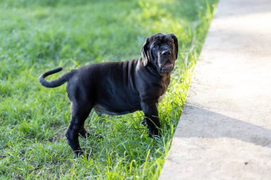 Seçici odak noktası küçük siyah köpekler Bandoglar Napolitan yavruları ön bahçede mükemmel durumda büyük melez bir köpek ama sevimli bir kişiliği var.