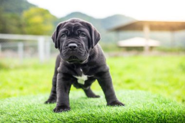 Seçici odak noktası küçük siyah köpekler Bandoglar Napolitan yavruları ön bahçede mükemmel durumda büyük melez bir köpek ama sevimli bir kişiliği var.