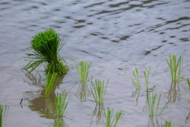 Seçici odaklı genç yeşil pirinç bitkileri ekim mevsiminde suyla dolu bir pirinç tarlasına daldırılır. Pirinç ekme mevsimi. Metinler için yer var..