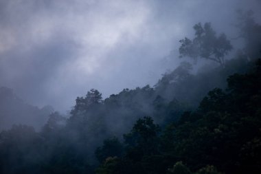 Yağmur mevsiminde dağların arka plan dokusu ve buzlu yağmur sisi, ormanın soğuk ve göze hoş gelen yeşil rengiyle serinletici ve ferahlatıcı geliyor..