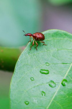 Yağmur mevsiminde su damlacıkları olan parlak yeşil bir yaprağın üzerinde sevimli bir turuncu böcek..