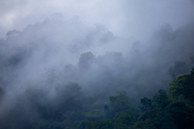 Yağmur mevsiminde dağların arka plan dokusu ve buzlu yağmur sisi, ormanın soğuk ve göze hoş gelen yeşil rengiyle serinletici ve ferahlatıcı geliyor..