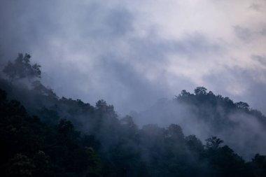 Yağmur mevsiminde dağların arka plan dokusu ve buzlu yağmur sisi, ormanın soğuk ve göze hoş gelen yeşil rengiyle serinletici ve ferahlatıcı geliyor..