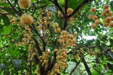 Baccaurea ramiflora, sarı meyveler, yağmur mevsiminde tamamen olgunlaşmış. Çiftçinin bahçesinde tatlı ve ekşi aromalı Tayland meyveleri.