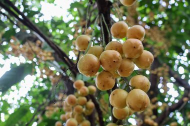 Baccaurea ramiflora, sarı meyveler, yağmur mevsiminde tamamen olgunlaşmış. Çiftçinin bahçesinde tatlı ve ekşi aromalı Tayland meyveleri.