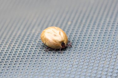 Yakın plan kene, korkmuş suratlı şişman bir adam. Karnı şişene kadar bir köpeğin karnını kanla emer..