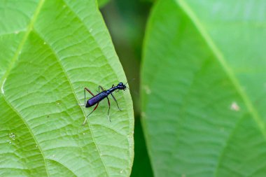 Yakın plan Neocollyris fuscitarsis, parlak yeşil yaprakların üzerinde çok güzel renkleri olan inanılmaz bir böcek. Tayland 'da yağmur mevsiminde Doğanın güzel olduğu mevsimde
