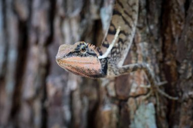 Yakın plan Tayland bukalemunu bir dinozor gibi inanılmaz. Ağaçta bir bukalemun ve güzel gözleri var.