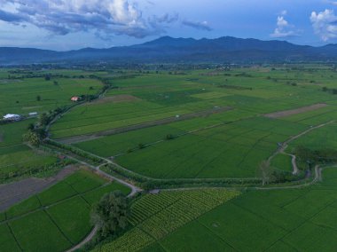 Soluk yeşil pirinç tarlasında yüksek açılı bir manzara, akşam gökyüzünü saran dağlar. Tayland 'daki pirinç tarlaları, insansız hava aracı fotoğrafları.