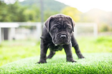 Seçici odak noktası küçük siyah köpekler Bandoglar Napolitan yavruları ön bahçede mükemmel durumda büyük melez bir köpek ama sevimli bir kişiliği var.