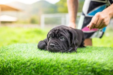 Seçici odak noktası küçük siyah köpekler Bandoglar Napolitan yavruları ön bahçede mükemmel durumda büyük melez bir köpek ama sevimli bir kişiliği var.