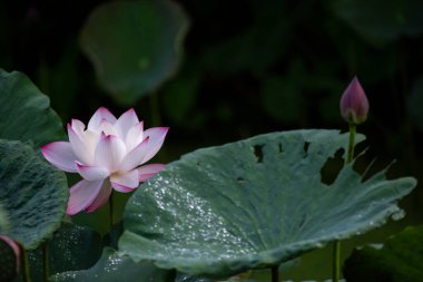 Seçici odak noktası güzel pembe ve beyaz nilüfer çiçekleri birçok nilüfer çiçekleri doğal bir gölette ortaya çıkar. Nilüfer çiçekleri ve yeşil bitkilerle dolu bir balık havuzu doğal bir gölet gibi görünür..