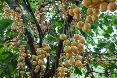 Baccaurea ramiflora, sarı meyveler, yağmur mevsiminde tamamen olgunlaşmış. Çiftçinin bahçesinde tatlı ve ekşi aromalı Tayland meyveleri.