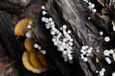 Yağmur mevsiminde ormandaki odunların üzerinde büyüyen seçici beyaz mantarlar. Yaz boyunca orman yangınları tarafından vurulan kara kütükler yağmur mevsiminde nem, orman mantarları için güzel bir zemin oluşturur..