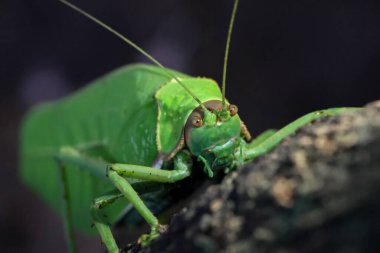 Büyük, parlak yeşil bir çekirge. Mutluluk: Bitkilerin ve hayvanların güzel renkleri yağmur mevsiminde mükemmel ormandadır..