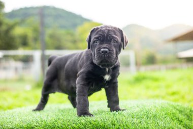Seçici odak noktası küçük siyah köpekler Bandoglar Napolitan yavruları ön bahçede mükemmel durumda büyük melez bir köpek ama sevimli bir kişiliği var.