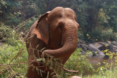 Büyük Tayland fili ağaçtan ot yiyor Ormanda huzur içinde