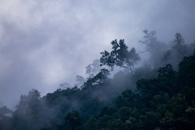 Yağmur mevsiminde dağların arka plan dokusu ve buzlu yağmur sisi, ormanın soğuk ve göze hoş gelen yeşil rengiyle serinletici ve ferahlatıcı geliyor..