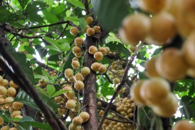 Baccaurea ramiflora, sarı meyveler, yağmur mevsiminde tamamen olgunlaşmış. Çiftçinin bahçesinde tatlı ve ekşi aromalı Tayland meyveleri.