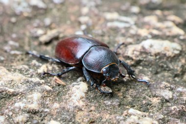 Büyük, dişi bir erkek böceği kayanın üzerinde. Çok detaylı bir geyik böceği. Doğal dişi geyik böceği.