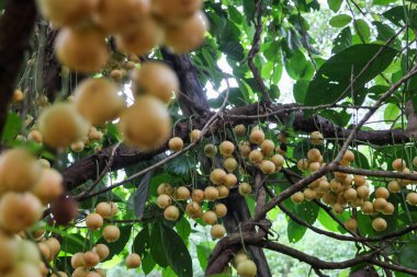 Baccaurea ramiflora, sarı meyveler, yağmur mevsiminde tamamen olgunlaşmış. Çiftçinin bahçesinde tatlı ve ekşi aromalı Tayland meyveleri.