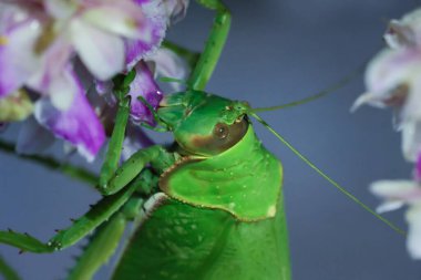Büyük, parlak yeşil bir çekirge. Yağmur mevsiminde ormandaki güzel bitki ve hayvanların güzel renkleri ile mor ve beyaz orkideleri yemek..