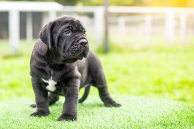 Seçici odak noktası küçük siyah köpekler Bandoglar Napolitan yavruları ön bahçede mükemmel durumda büyük melez bir köpek ama sevimli bir kişiliği var.