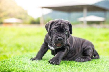 Seçici odak noktası küçük siyah köpekler Bandoglar Napolitan yavruları ön bahçede mükemmel durumda büyük melez bir köpek ama sevimli bir kişiliği var.