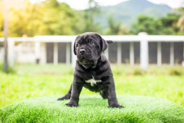 Seçici odak noktası küçük siyah köpekler Bandoglar Napolitan yavruları ön bahçede mükemmel durumda büyük melez bir köpek ama sevimli bir kişiliği var.