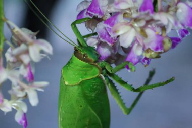 Büyük, parlak yeşil bir çekirge. Yağmur mevsiminde ormandaki güzel bitki ve hayvanların güzel renkleri ile mor ve beyaz orkideleri yemek..