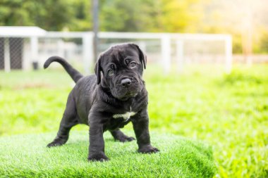 Seçici odak noktası küçük siyah köpekler Bandoglar Napolitan yavruları ön bahçede mükemmel durumda büyük melez bir köpek ama sevimli bir kişiliği var.