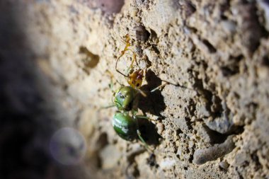 seçici Weaver karıncaları, Yeşil karıncalar Oecophylla smaragdina, yeryüzündeki kraliçe karıncalar