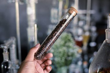 Seçici Odaklanma Kalitesi kahve çekirdekleri