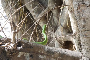 Büyük yeşil bir yılan ormandaki bir ağacın dibinde sürünüyor..