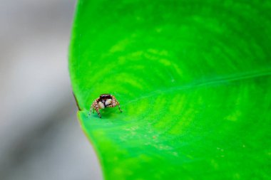 Güzel kürk dokusuna sahip şirin, büyük gözlü örümcek. Yağmur mevsimi ormanlarında yeşil taro yaprağı üzerinde turuncu örümcek. Tayland 'daki nemli orman. Metin için boşluk var.