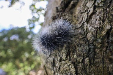 Seçici odak noktası Macrobrochis gigas tırtılları. Yağmur mevsiminin başında ağaçlarda yumuşak beyaz tüylü siyah tırtıllar. Bu şirin tırtıllar zehirli değildir ve yemyeşil bir ormanın ortasındadır..