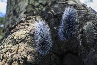 Seçici odak noktası Macrobrochis gigas tırtılları, yağmur mevsiminin başında ağaçlarda yumuşak beyaz tüylü iki siyah. Bu şirin tırtıllar zehirli değildir ve yemyeşil bir ormanın ortasındadır..