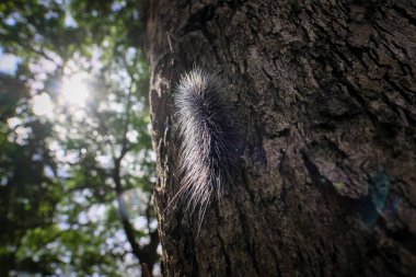 Seçici odak noktası Macrobrochis gigas tırtılları. Yağmur mevsiminin başında ağaçlarda yumuşak beyaz tüylü siyah tırtıllar. Bu şirin tırtıllar zehirli değildir ve yemyeşil bir ormanın ortasındadır..